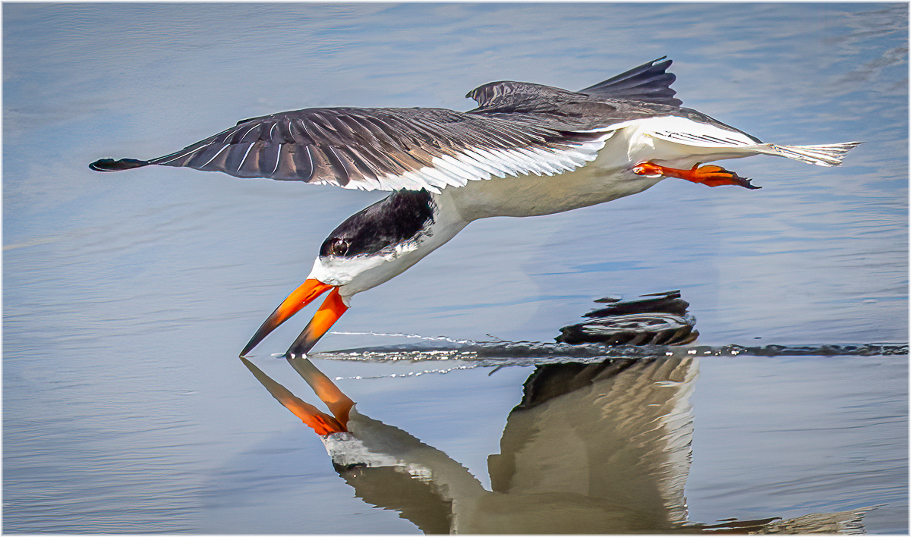 A Black Skimmer Doing What a Skimmer Does